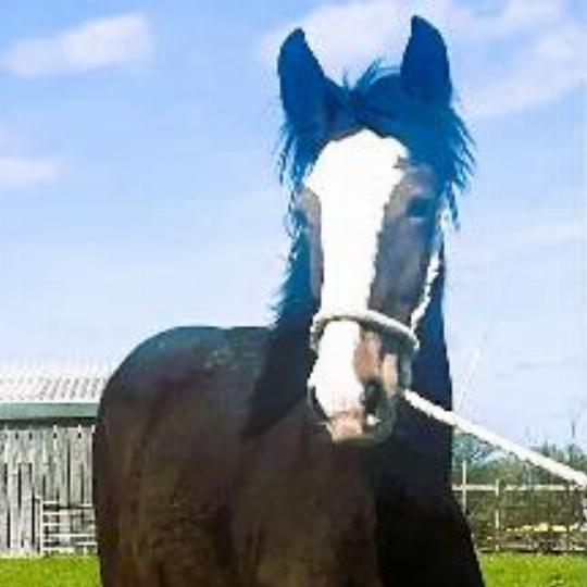 Show Quality Filly - Filly